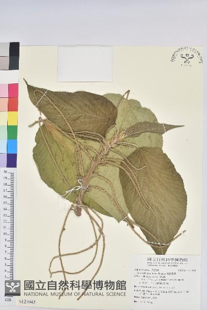 臺灣鐵莧藏品圖，第1張