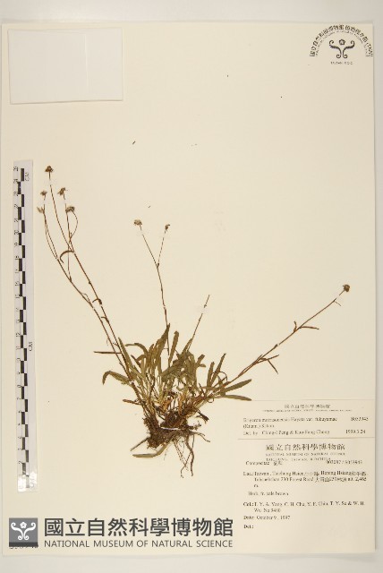福山氏飛蓬藏品圖，第1張