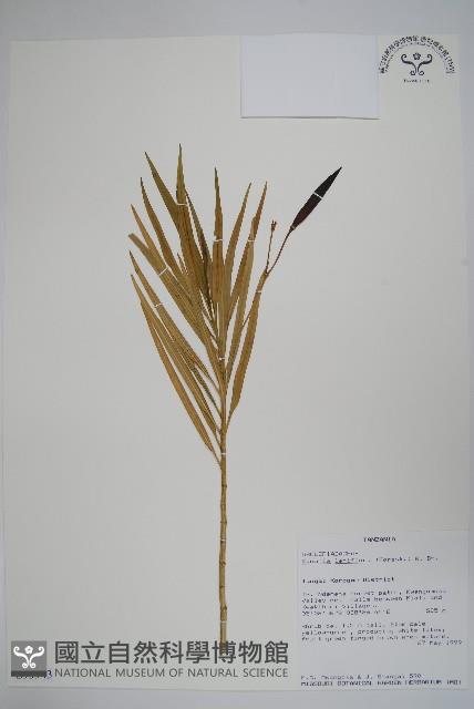 登錄號:S093943藏品圖，第1張