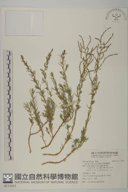 裸花鹼蓬藏品圖，第1張