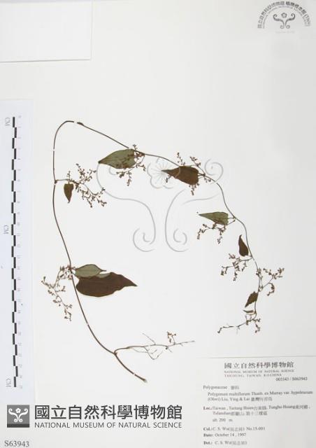 臺灣何首烏藏品圖，第1張