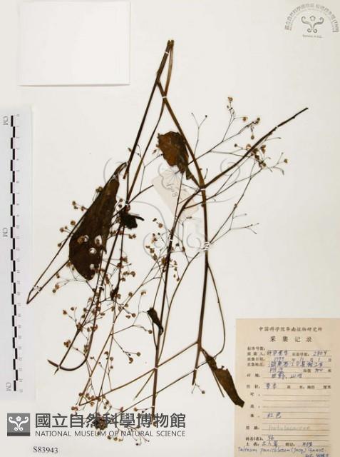 土人參藏品圖，第1張