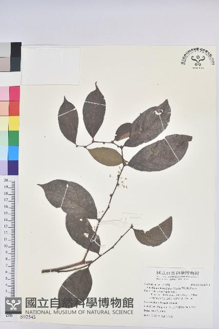 披針葉饅頭果藏品圖，第1張