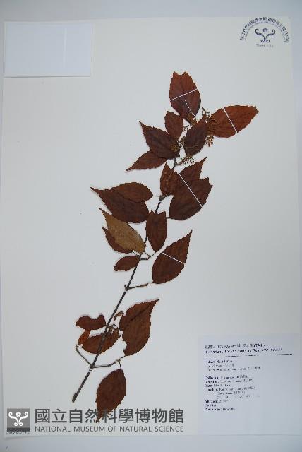 紅子莢迷藏品圖，第1張