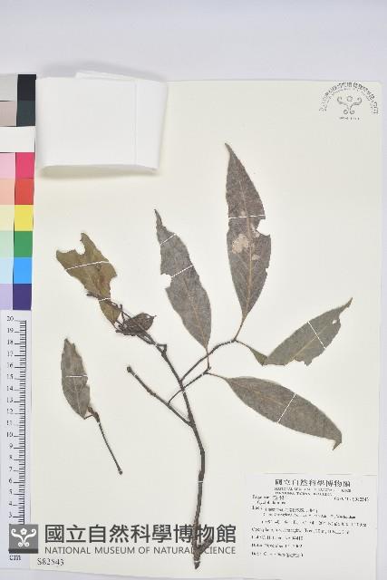 登錄號:S082543藏品圖，第1張