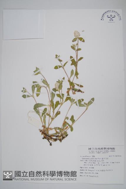 假千日紅藏品圖，第1張