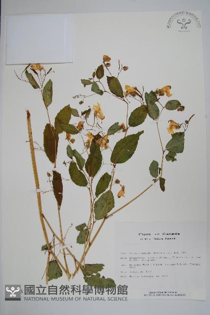 登錄號:S050543藏品圖，第1張