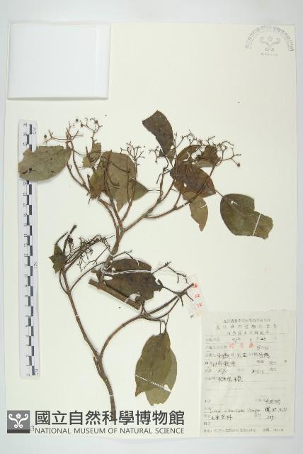 光皮樹藏品圖，第1張