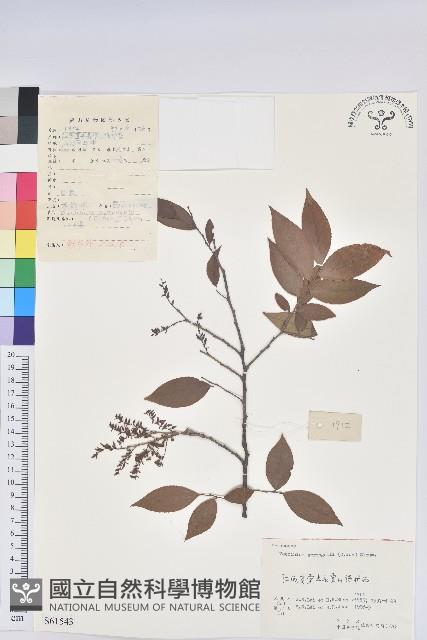 米飯花藏品圖，第1張