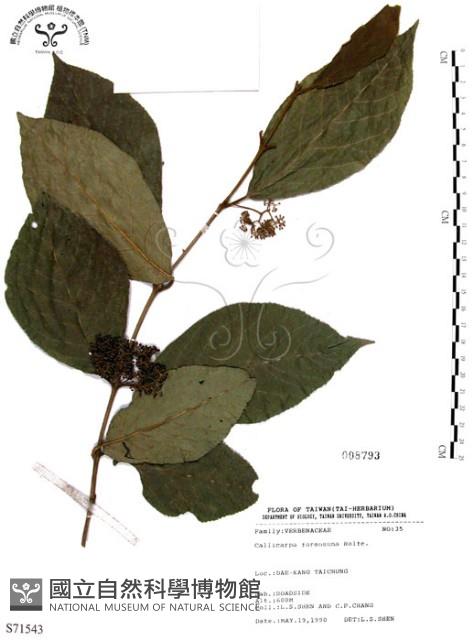 杜虹花，台灣紫珠藏品圖，第1張