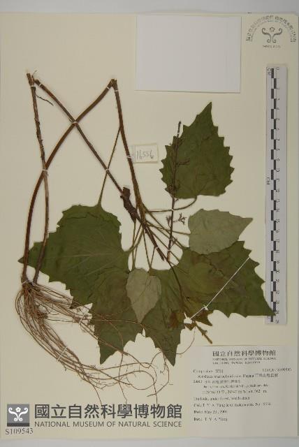 阿里山鬼督郵藏品圖，第1張