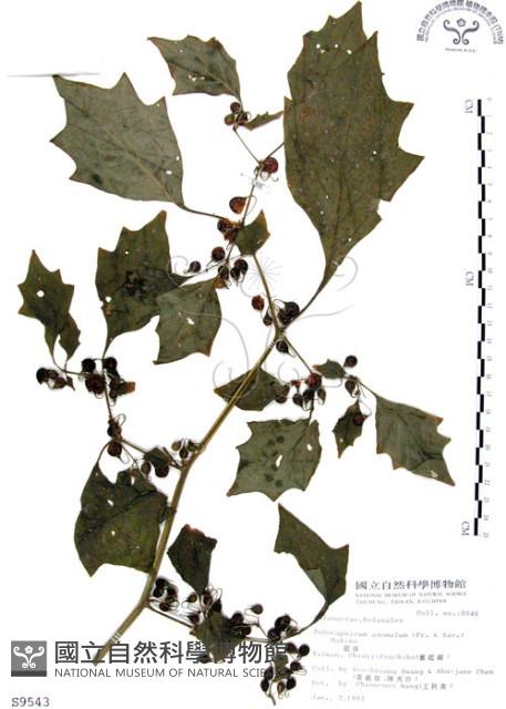 龍珠藏品圖，第1張