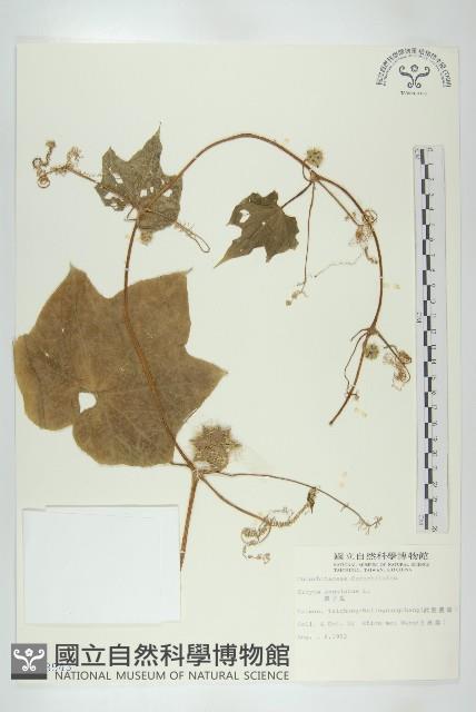 單子瓜、星瓜、刺果瓜藏品圖，第1張