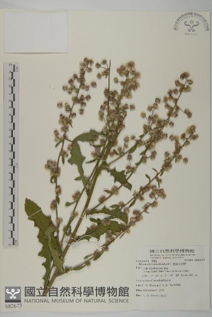 Accession Number:S082673 Collection Image, Figure 1, Total 2 Figures