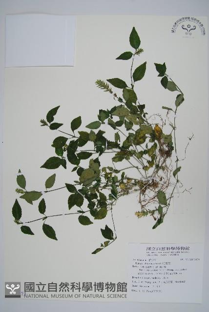 登錄號:S100673藏品圖，第1張
