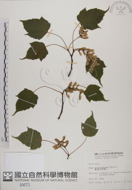 Taiwan Red Maple Collection Image