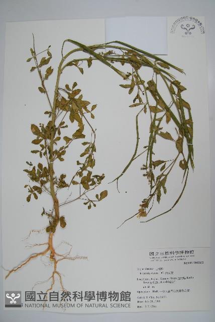 向天黃藏品圖，第1張