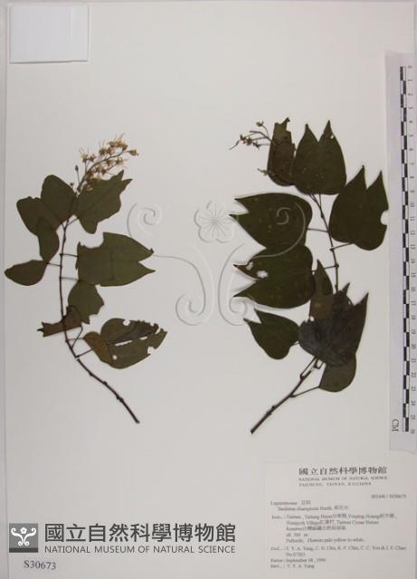 菊花木藏品圖，第1張