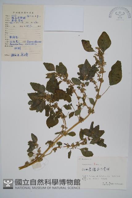 凹葉野莧菜藏品圖，第1張