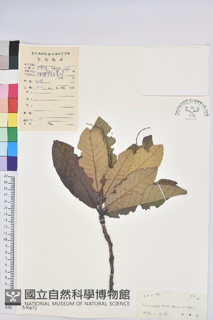 黧蒴栲藏品圖，第1張