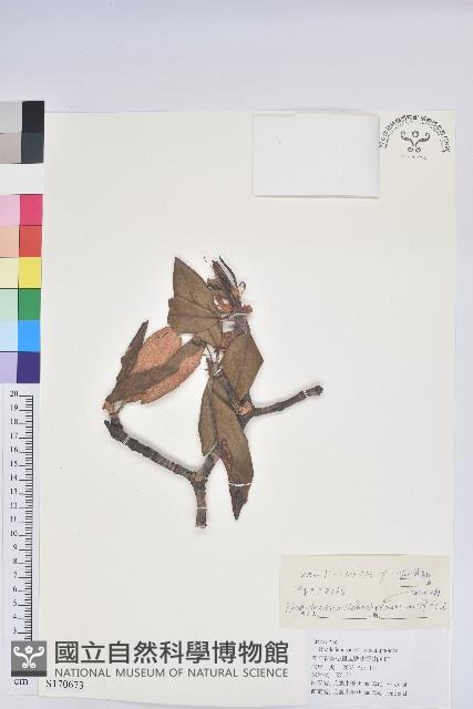 櫟葉杜鵑藏品圖，第1張