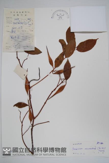 杜仲藤藏品圖，第1張