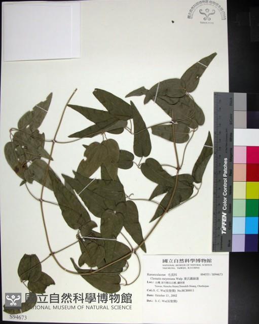 麥氏鐵線蓮藏品圖，第1張