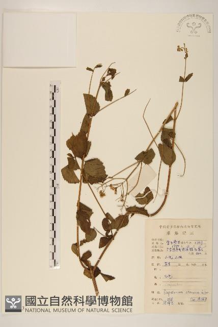 華澤蘭藏品圖，第1張