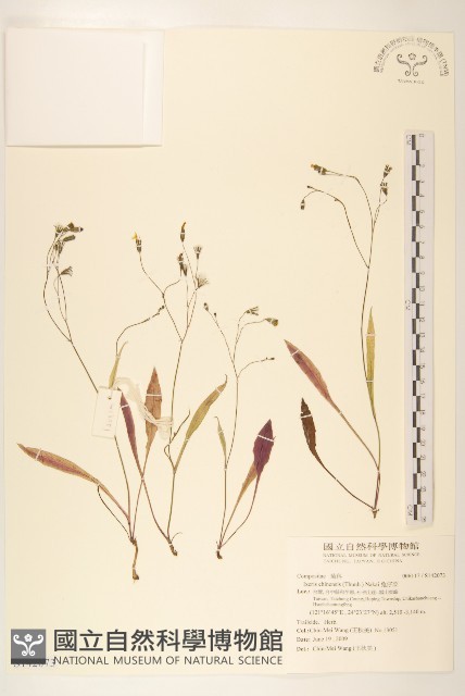 兔仔菜藏品圖，第1張