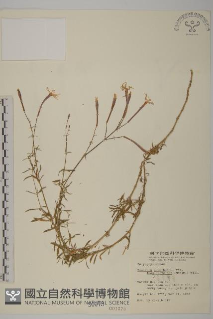 長萼瞿麥藏品圖，第1張