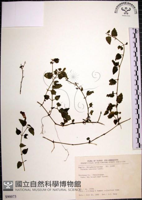 倒地蜈蚣藏品圖，第1張