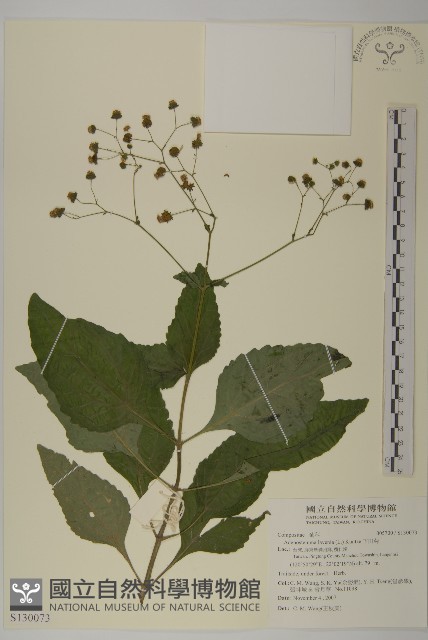 下田菊藏品圖，第1張