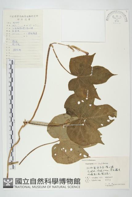 裂葉牽牛藏品圖，第1張