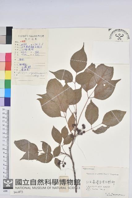 重陽木藏品圖，第1張