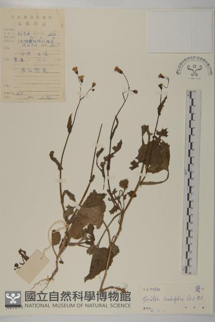 紫背草藏品圖，第1張