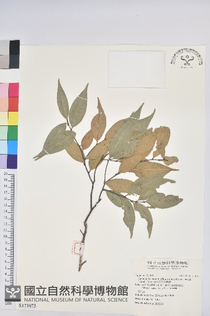 長尾尖葉櫧藏品圖，第1張