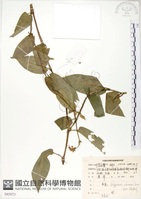 火炭母草、清飯藤藏品圖，第1張