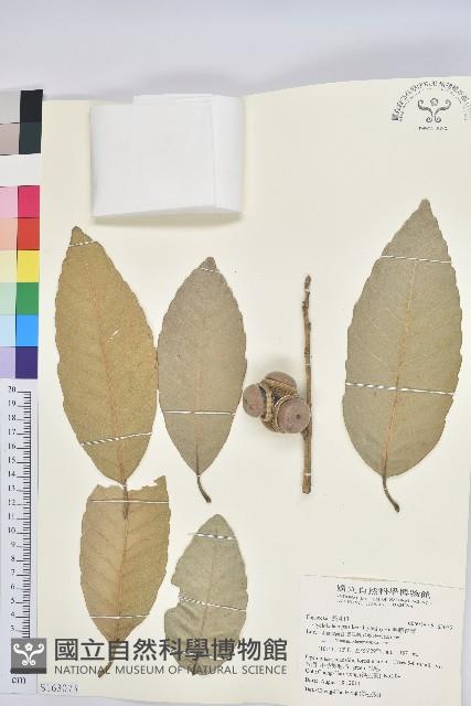 毛脈青岡藏品圖，第1張