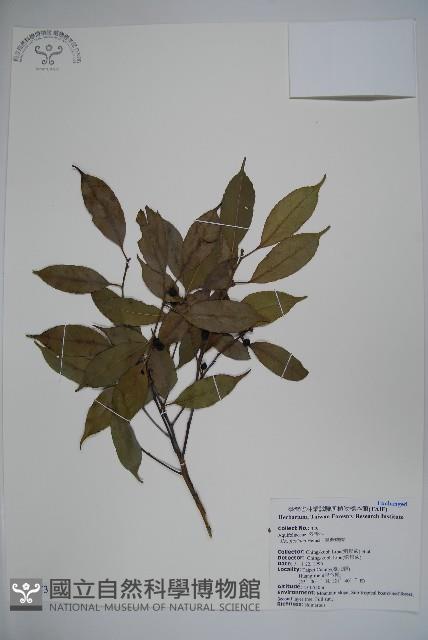 臺灣糊樗藏品圖，第1張