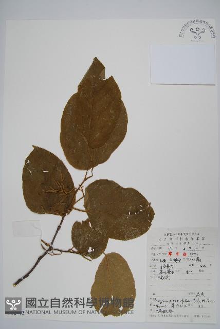 八角楓、瓜木藏品圖，第1張