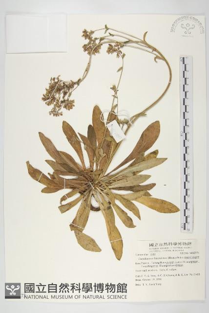 細葉假黃鵪菜藏品圖，第1張