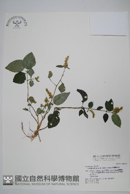 卵葉鱗球花藏品圖，第1張