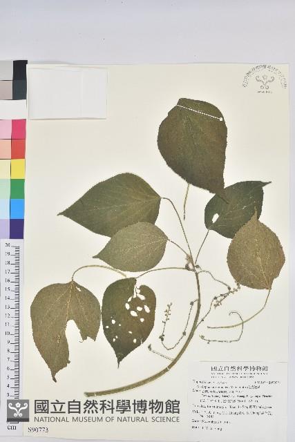 花蓮鐵莧、臺東鐵莧藏品圖，第1張