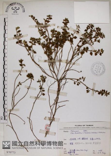 恆春金午時花藏品圖，第1張