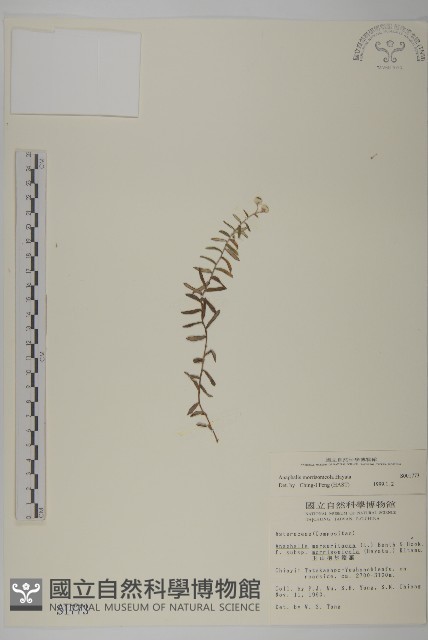 玉山抱莖籟簫藏品圖，第1張