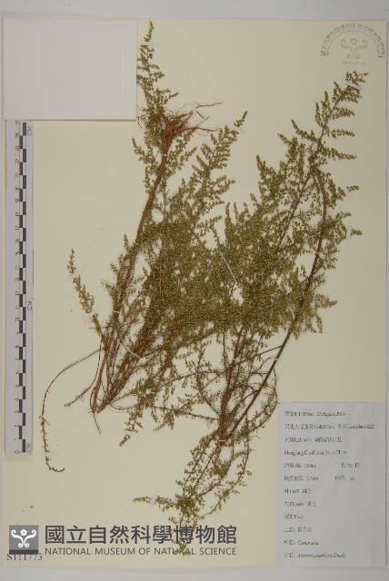 茵蔯蒿藏品圖，第1張