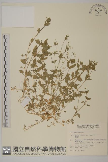 繁縷藏品圖，第1張