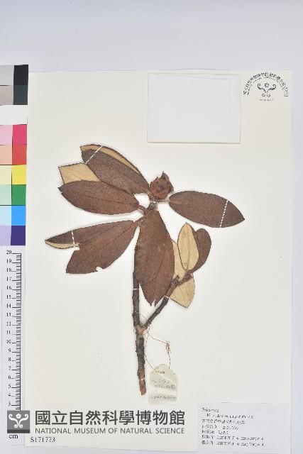 海綿杜鵑藏品圖，第1張