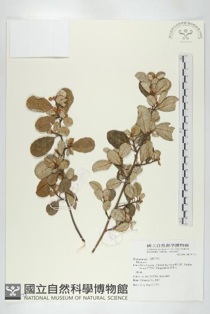 登錄號:S071773藏品圖，第1張