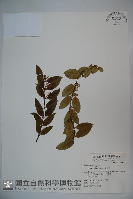 無梗忍冬藏品圖，第1張